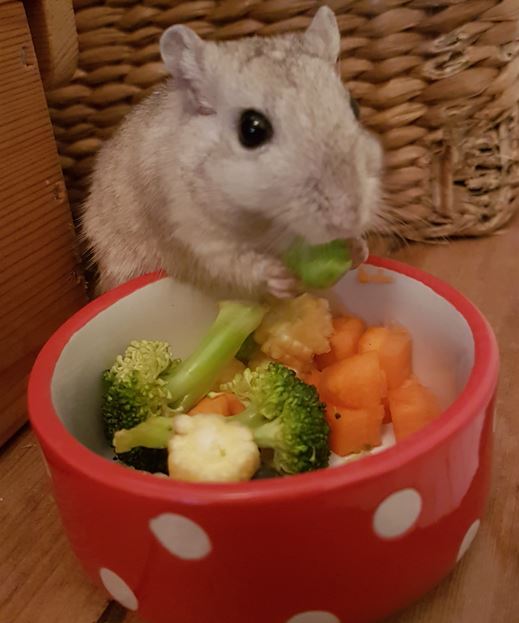 Can Gerbils Have Carrots? Essential Nutrition Tips